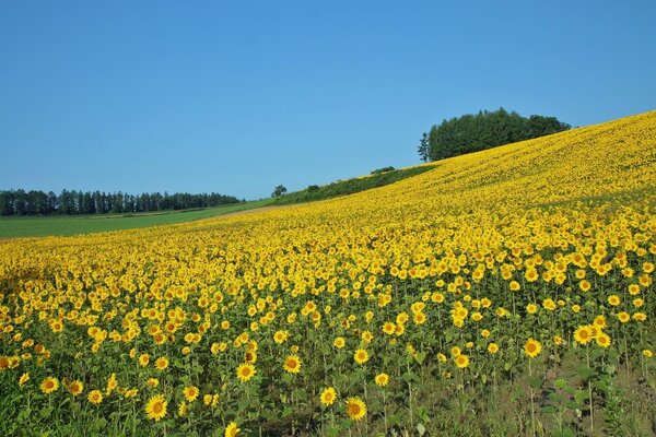 Ein unendliches und sonniges Feld von Sonnenblumen