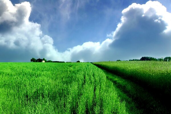 Panorama of a field with clouds