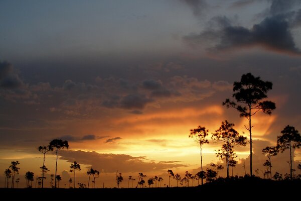 Puesta de sol colorida sobre los árboles