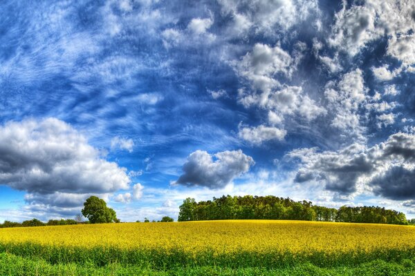 Énorme champ jaune avec des nuages