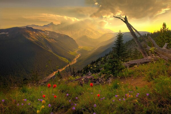 Wildblumen auf dem Hintergrund eines Bergflusses