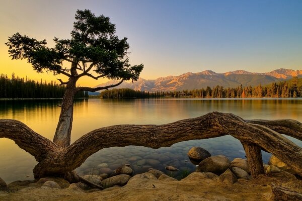 A mighty tree on the bank of a beautiful river