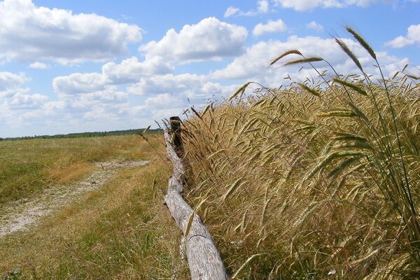 A field of spikelets on a background of clouds