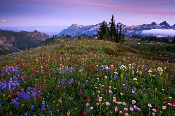 Prairie avec des plantes à fleurs sur la montagne