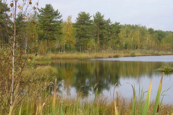 The water surface of the lake near the forest