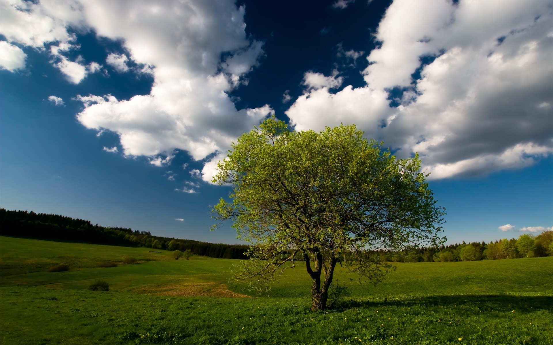 tree forest sky the field cloud