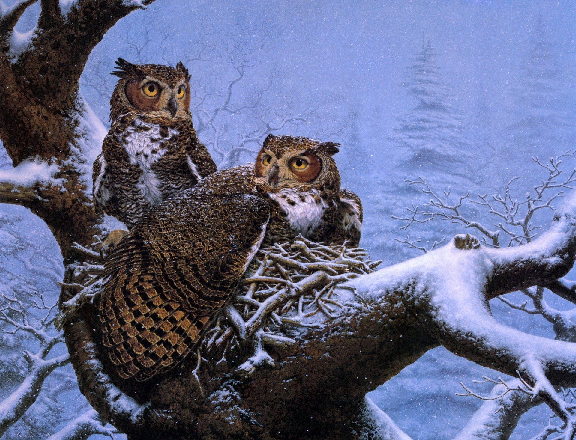 nest picture tree owls owl spruce snow winter