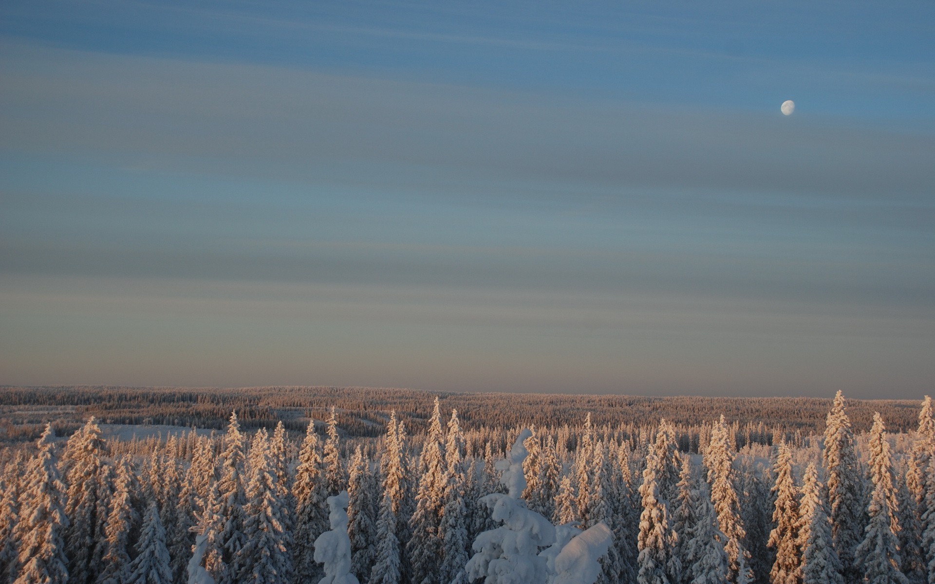 foresta inverno luna neve cielo