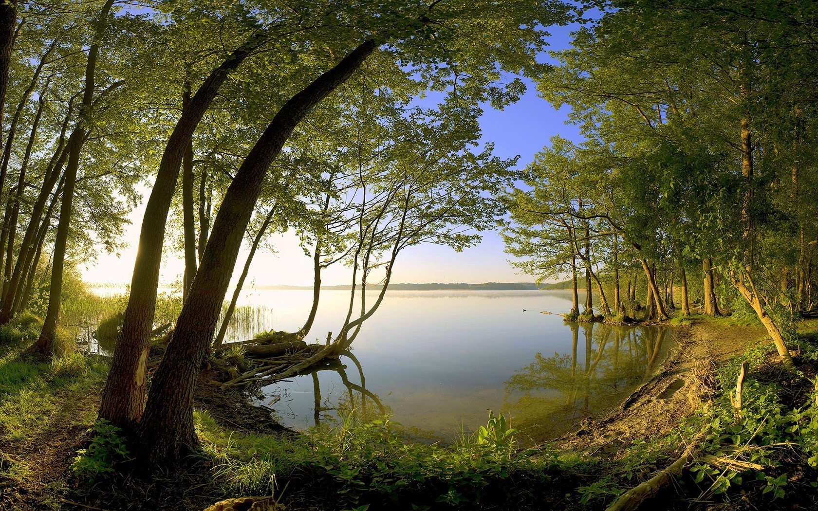 arbres lac rivage