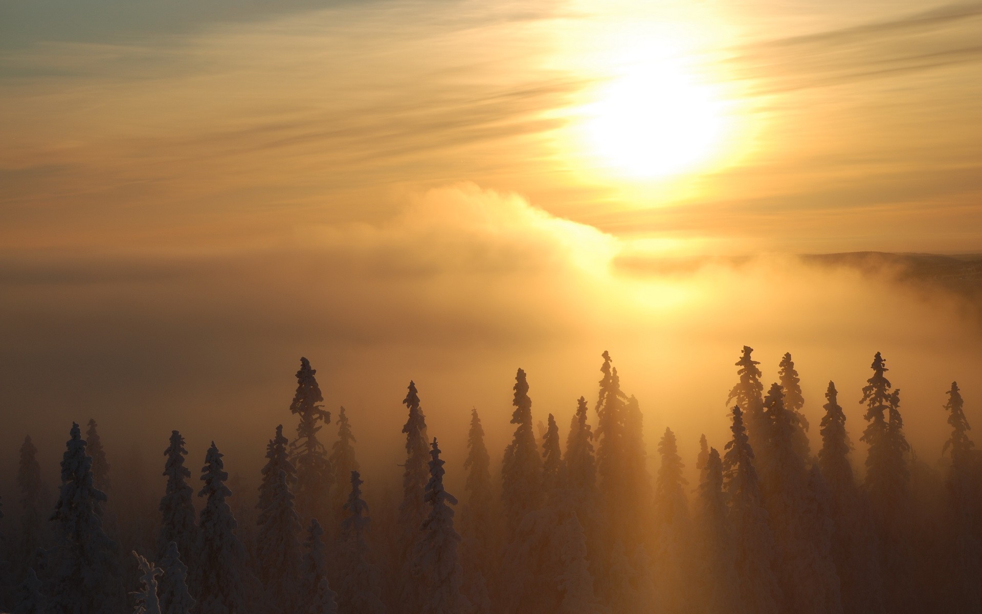зима деревья солнце туман
