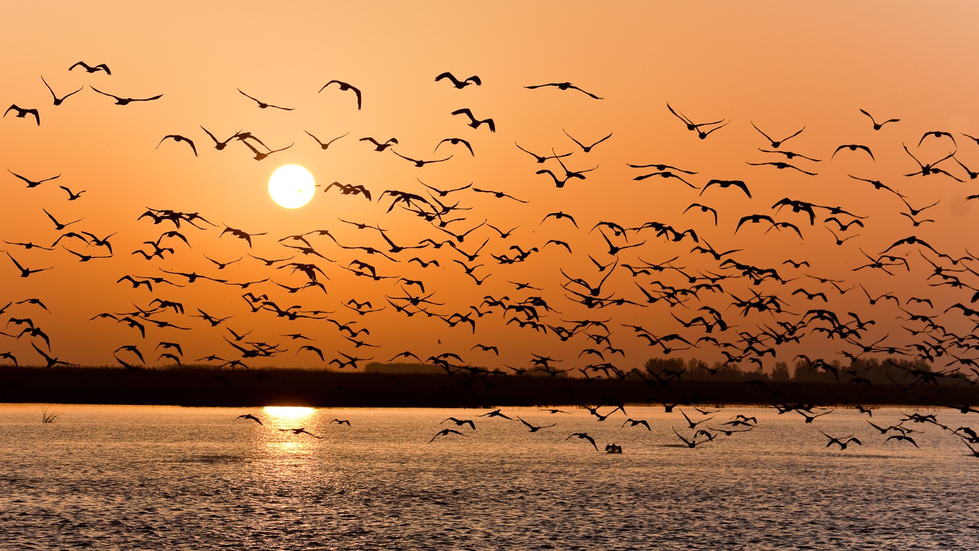 unset gulls volga