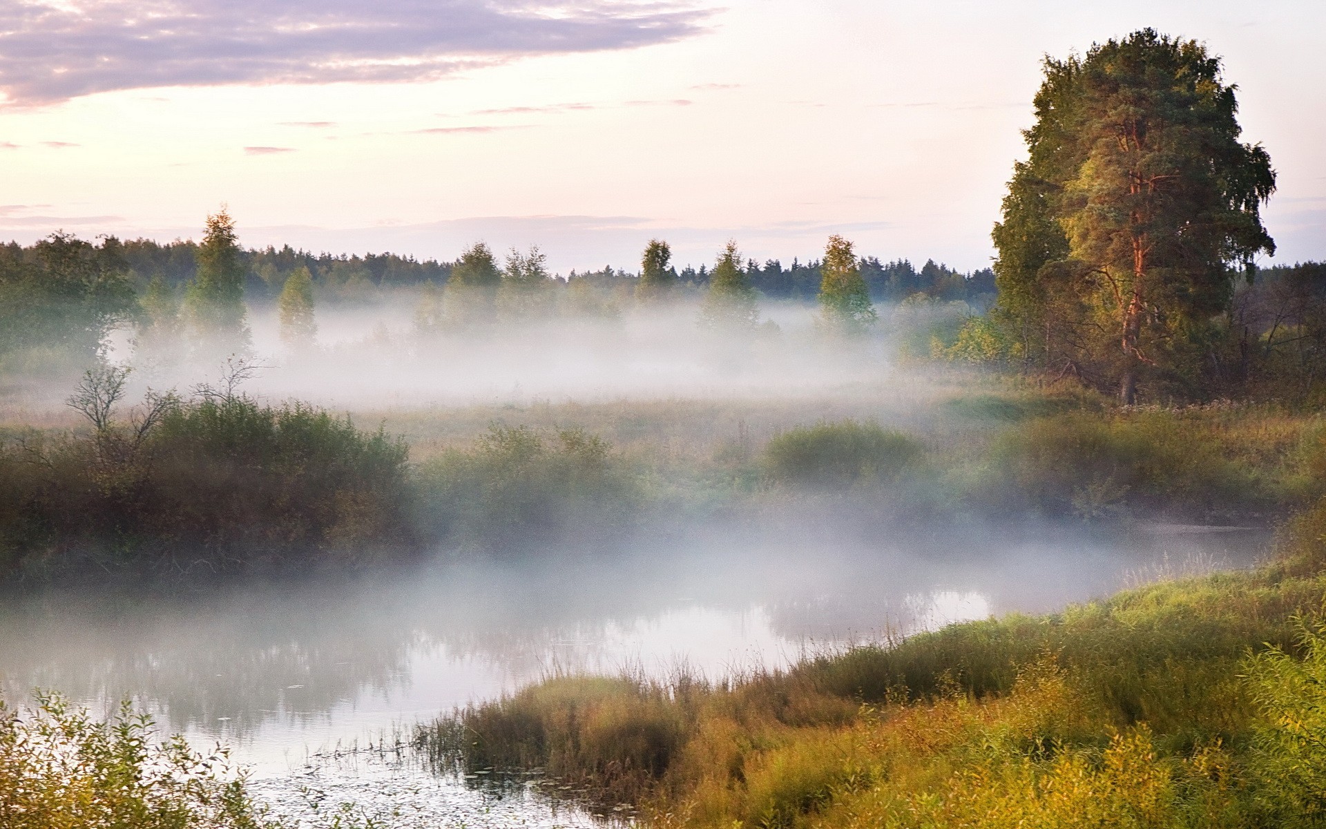 fog tree bog