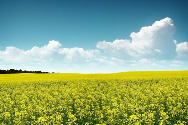 Champ photo et fleurs au printemps