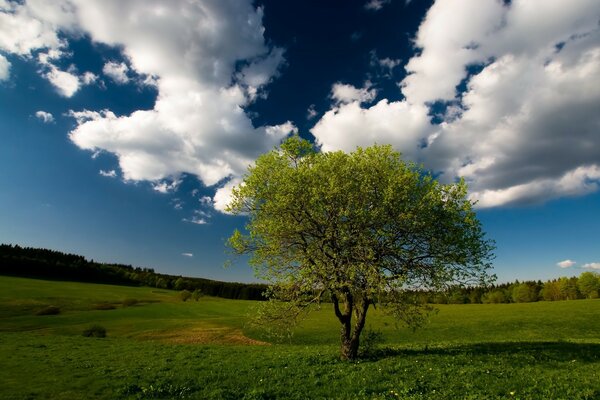 A tree in a field on wallpaper