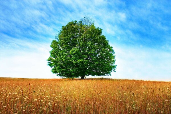 Ein einsamer alter Baum inmitten eines grünen Feldes