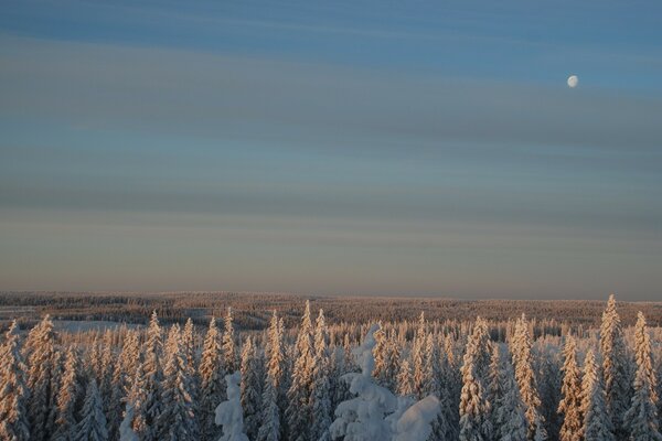 Lune sur les arbres couverts de neige