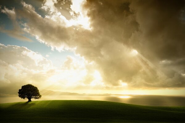 Das Sonnenlicht unter den Wolken scheint auf den Baum