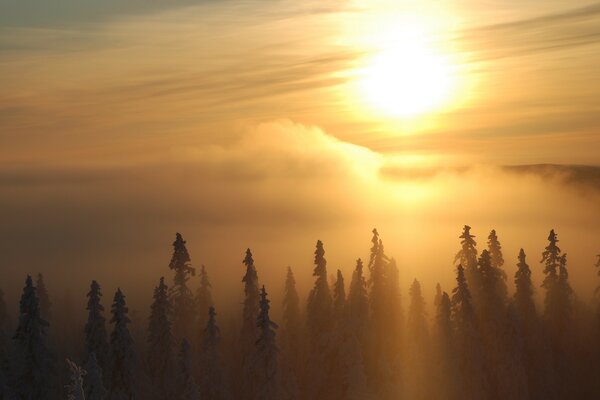 Brume matinale sur la cime des arbres