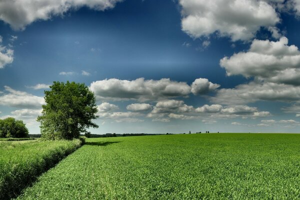 Champ vert, arbre, nuages