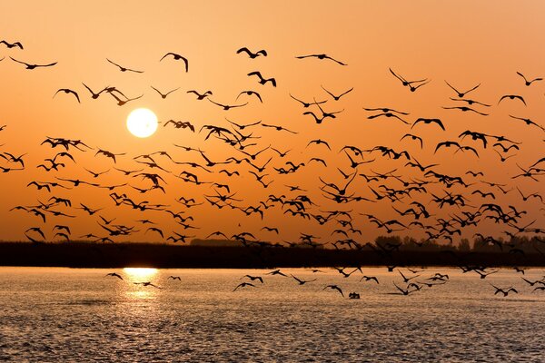 Seagulls at sunset, many seagulls, Volga at sunset