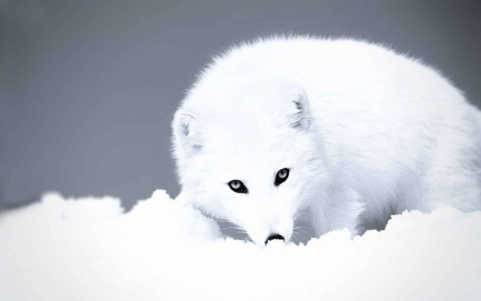 loups vue prédateurs neige animaux hiver