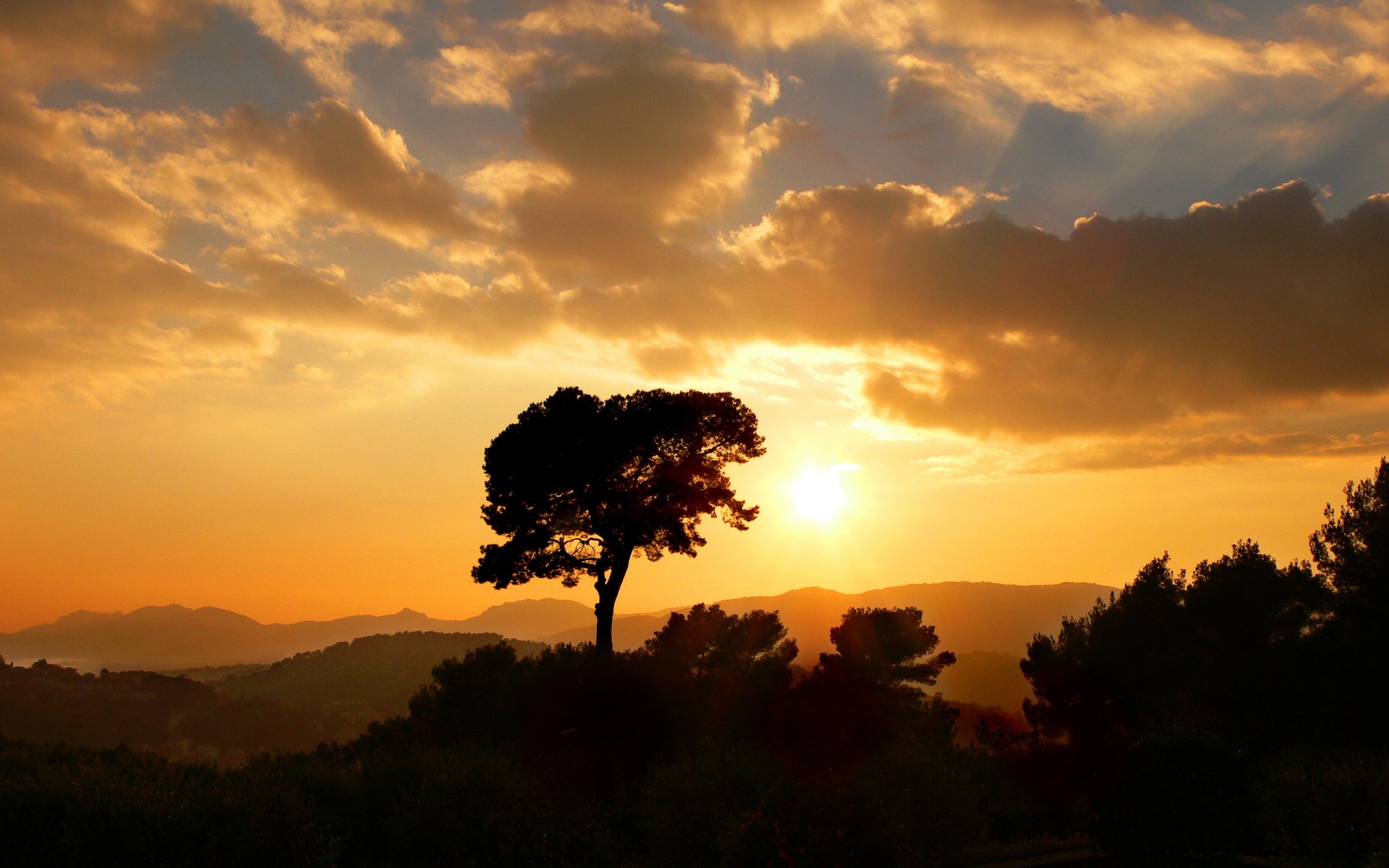 sole dorato sole albero nuvole tramonto