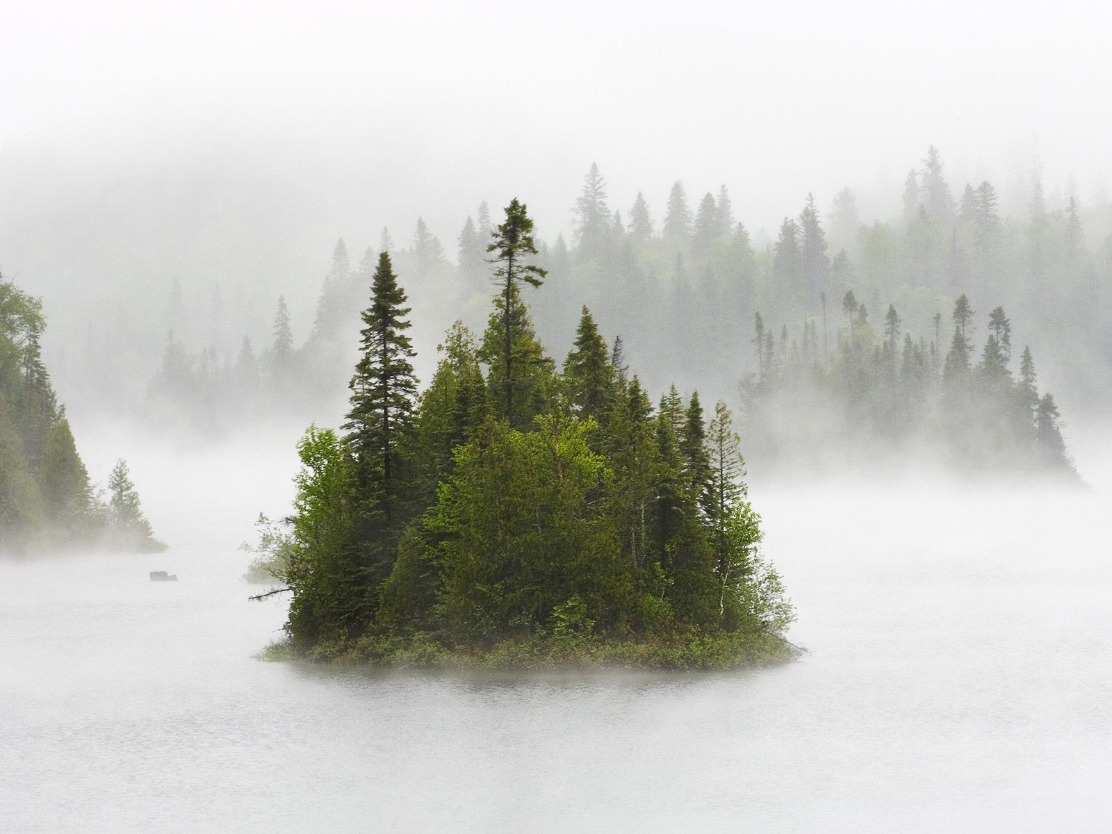 forest island fog morning