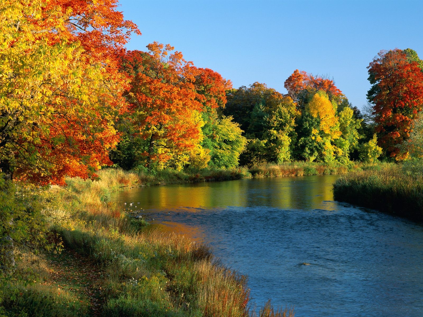 herbst bäume gelb wasser ufer gras