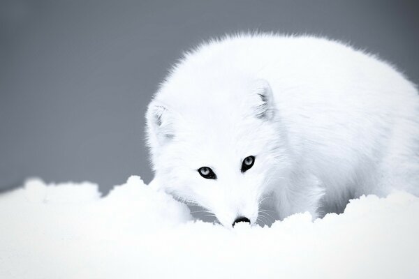 White wolf in the snow in winter