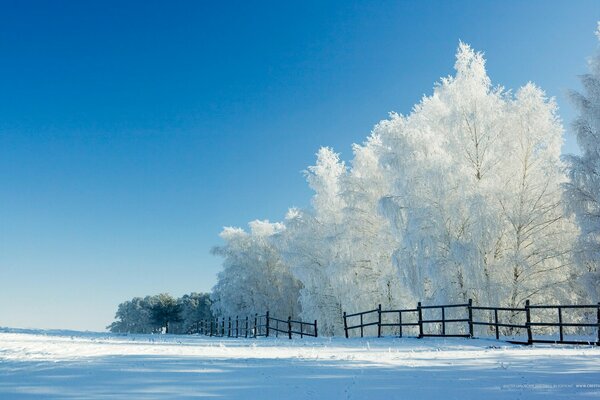 Śnieżne drzewa ogrodzone płotem