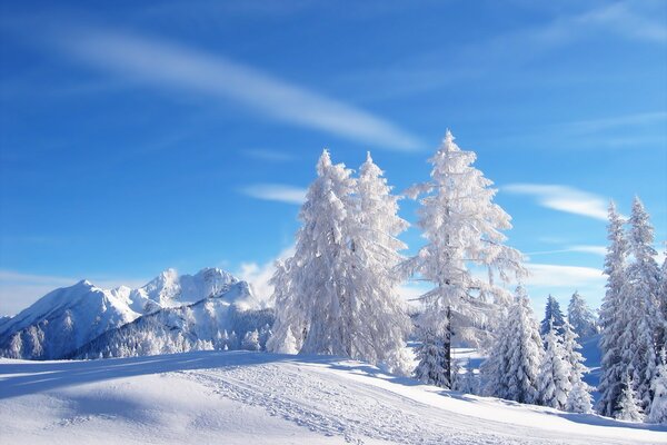 Snow-covered forest on the background of mountains