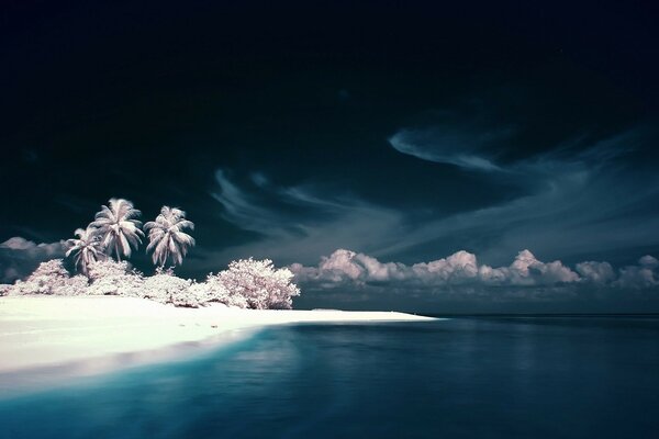 Sable blanc sur une île avec un palmier