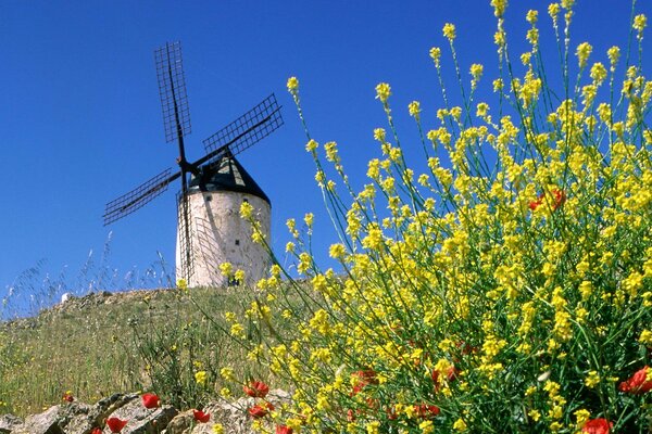 Moulin à vent sur fond de ciel bleu et de fleurs jaunes