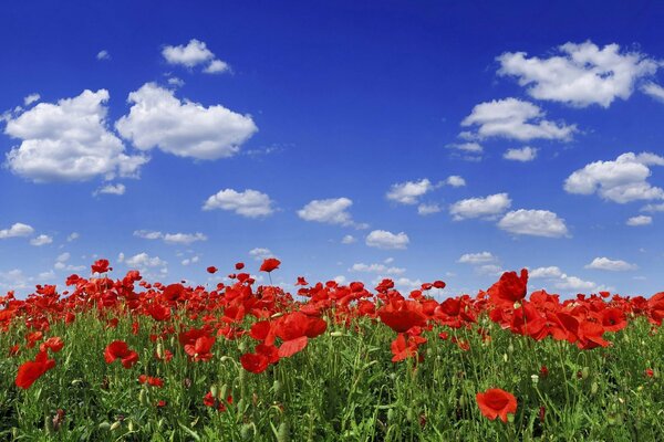 Campo de amapolas rojas . fondos de Escritorio con estilo