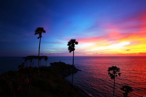 Lonely palm trees in the setting sun