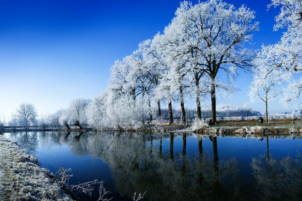 Árboles cubiertos de nieve a principios del invierno