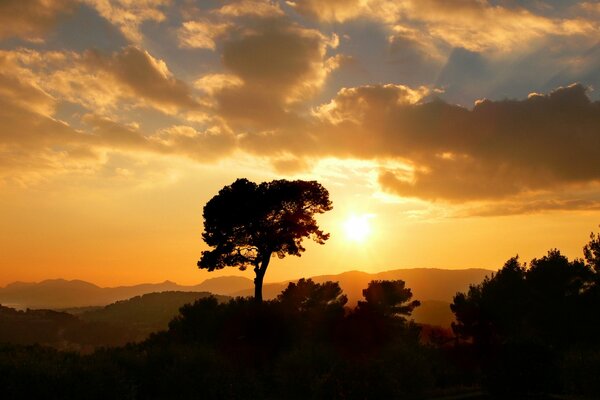 Sonnenuntergang der goldenen Sonne auf dem Hintergrund eines einsamen Baumes