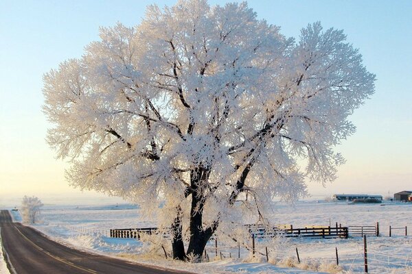 Naturaleza invernal. Árbol en la nieve en la carretera