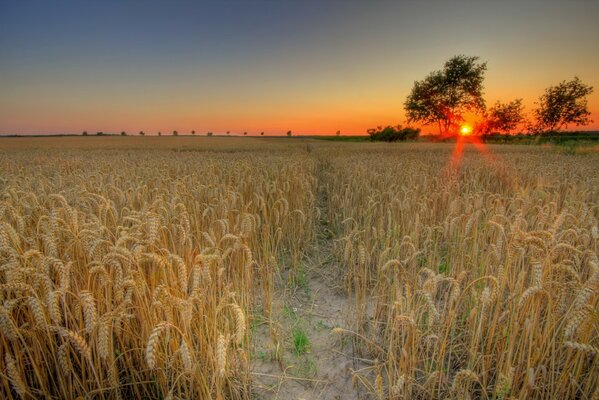Закат солнца на фоне пшеничного поля