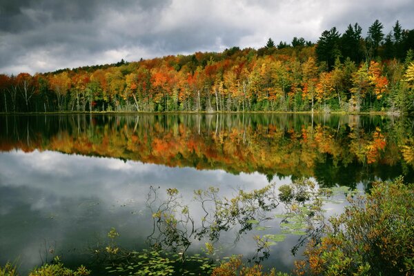 Riflessione della foresta nel lago in acqua bellissimi alberi autunnali