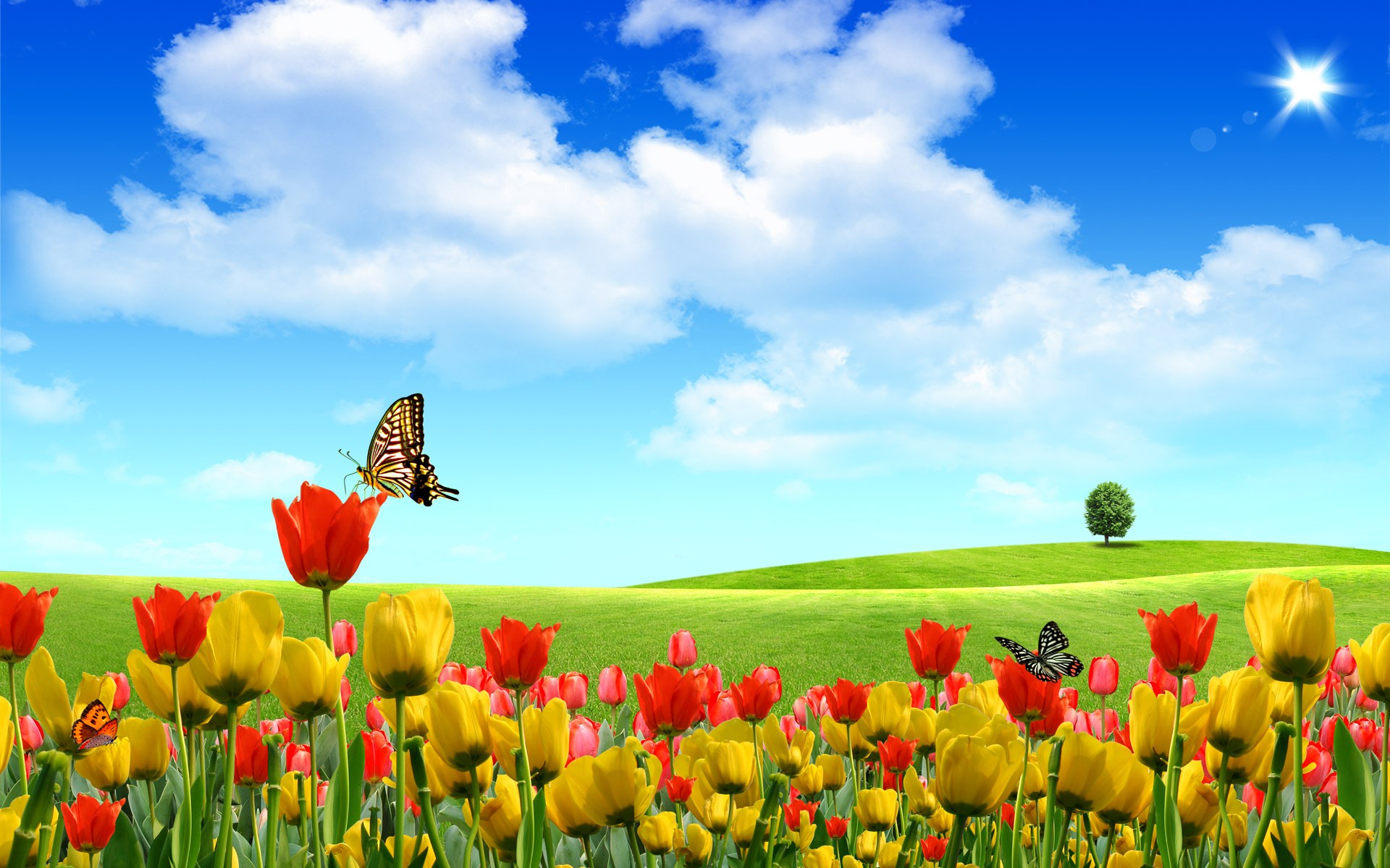 природа лето небо бабочки тюльпаны цветы