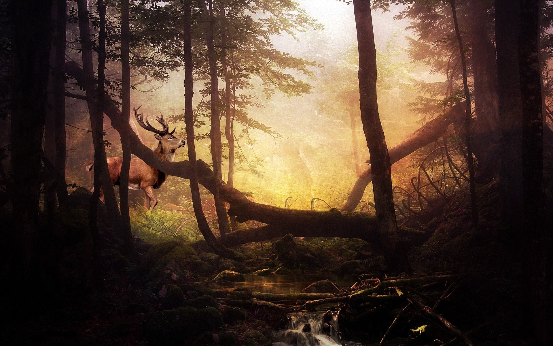 steine moos schrei bäume wald hirsch