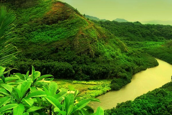 Mountain river in green