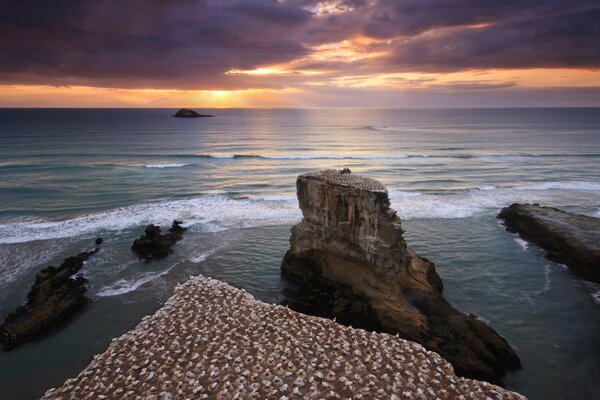 Nicheurs d oiseaux sur la côte de la mer du coucher du soleil