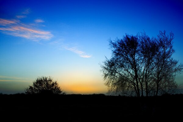 Tree and cirrus clouds at the end of the day