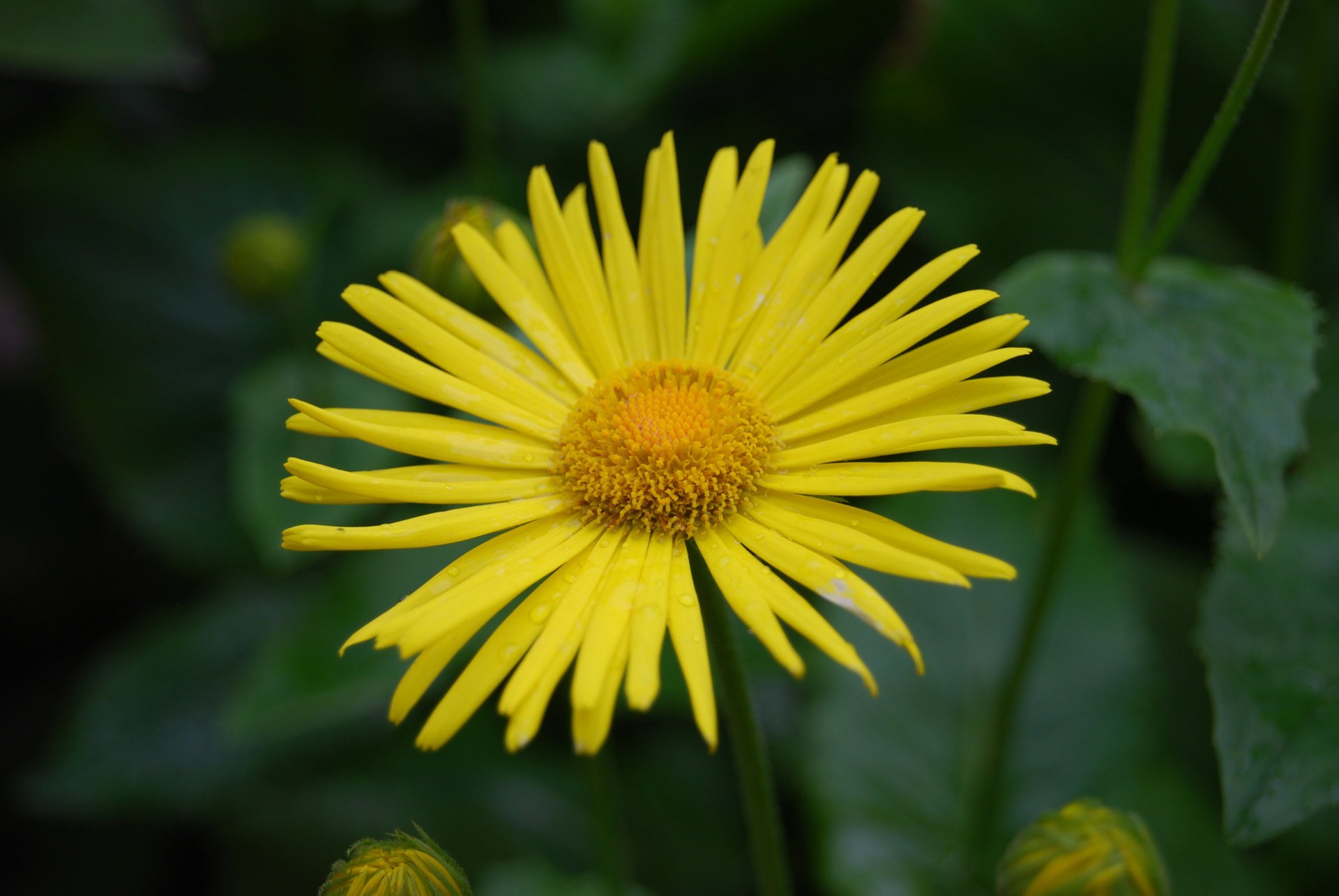 fleur jaune fleur nature