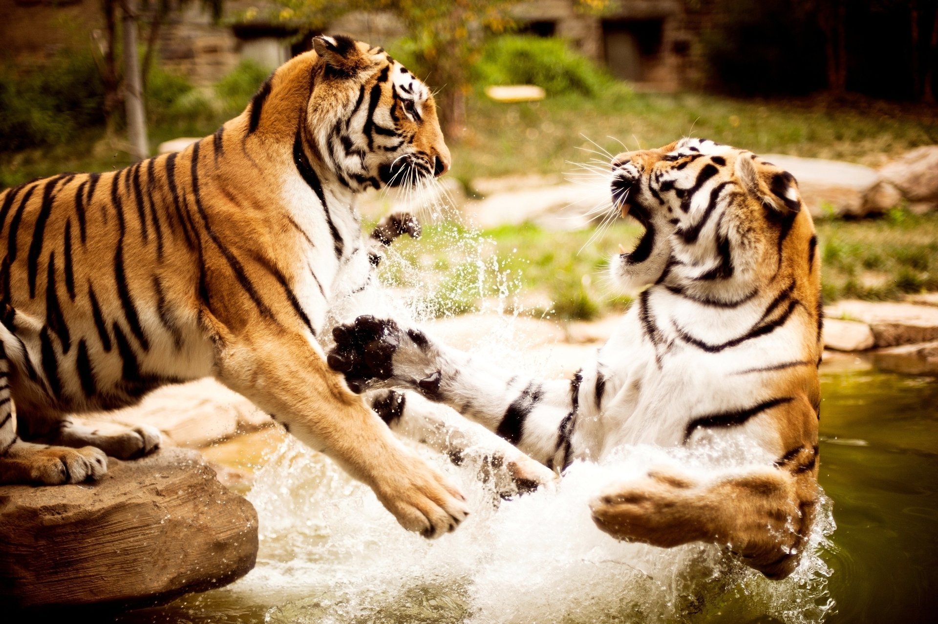 water wallpaper nature tigers animal