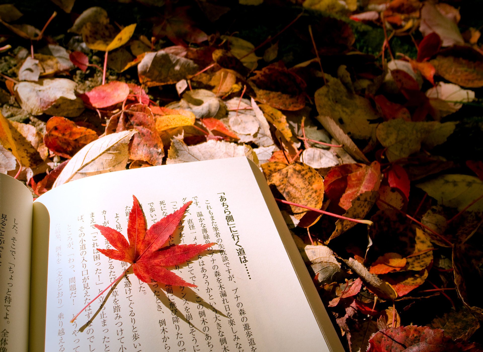 macro follaje mezcla libro hoja otoño japonés