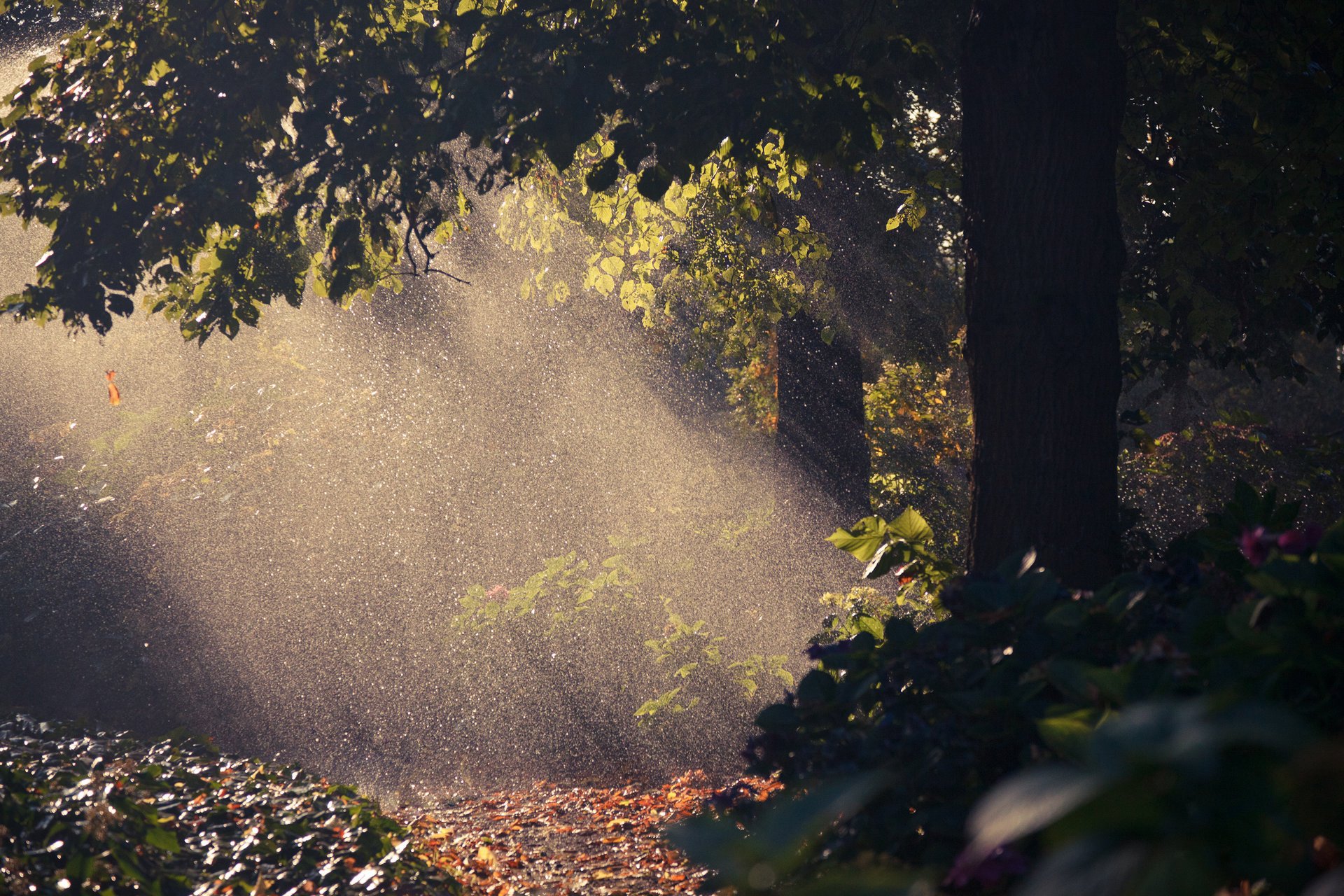 natur regen tropfen licht baum laub herbst