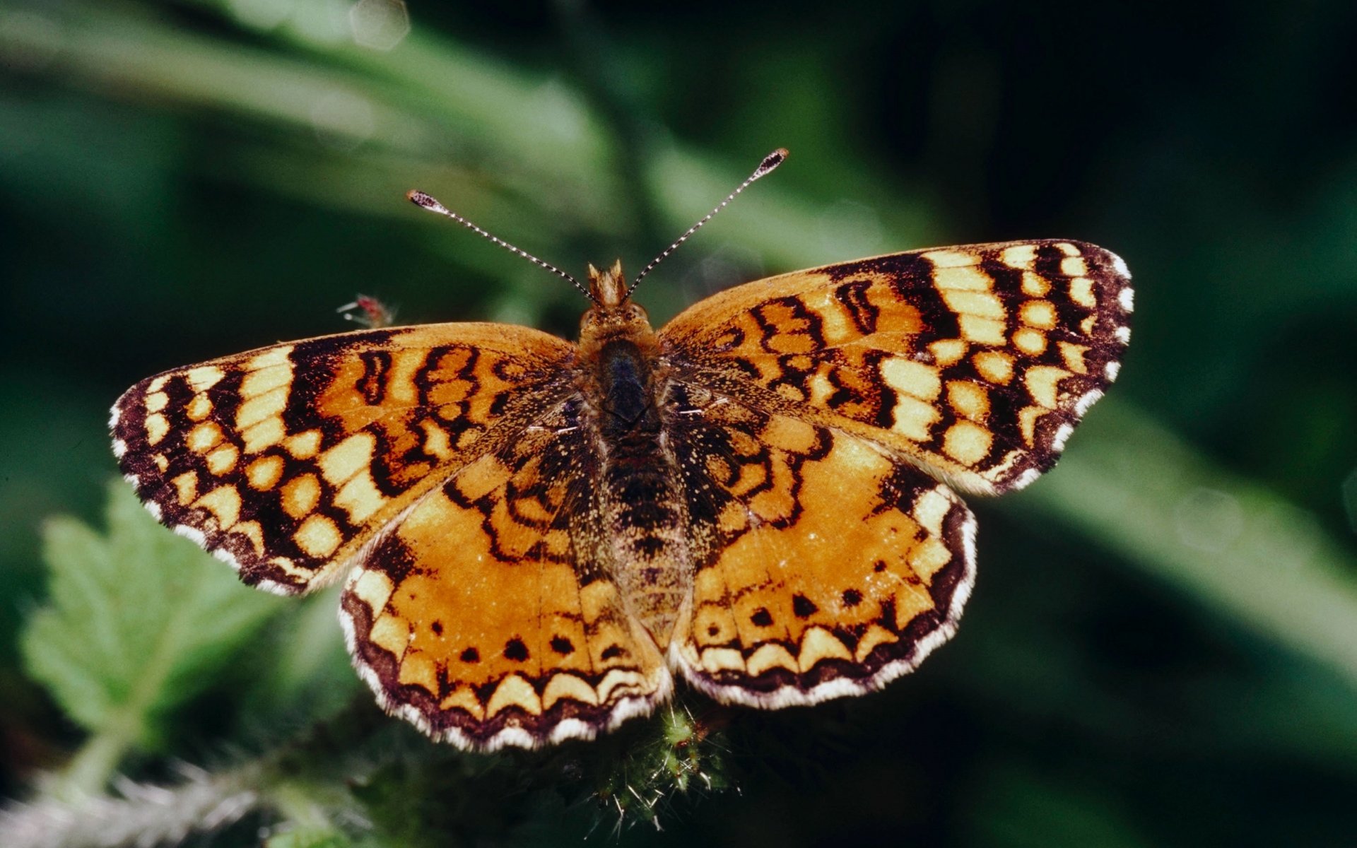 motyl makro zielone tło